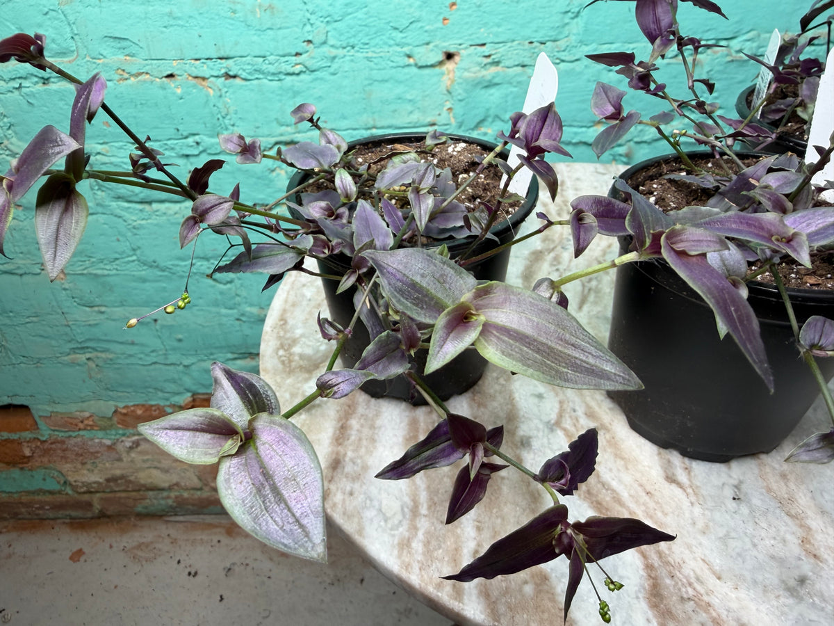Gibasis Pellucida ‘Bridal Veil’ 4”