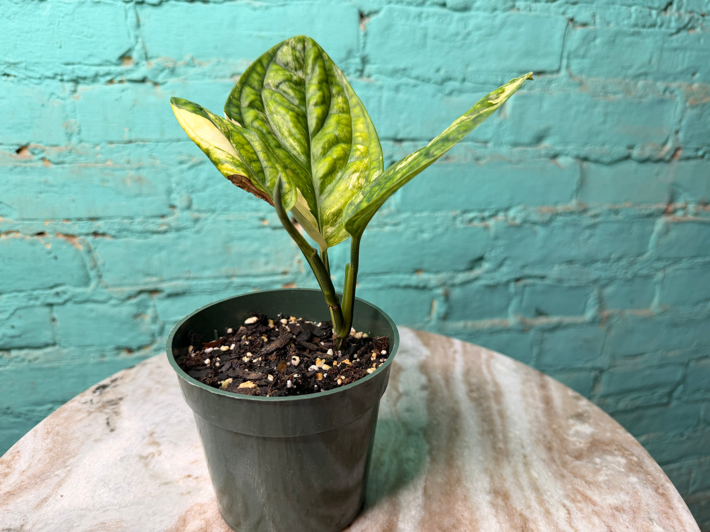 Monstera Peru Variegated 4”