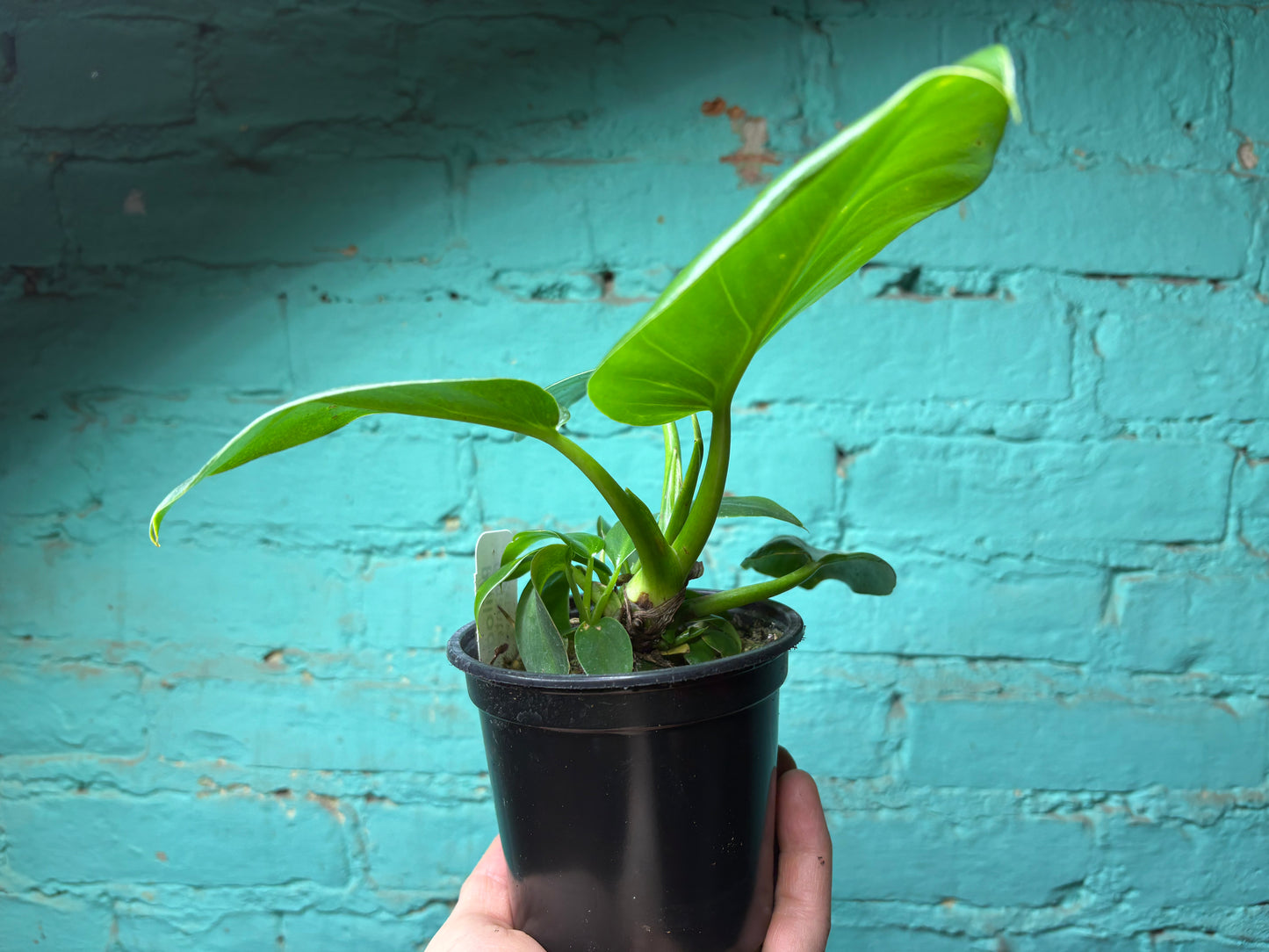 Philodendron Giganteum Green 4”