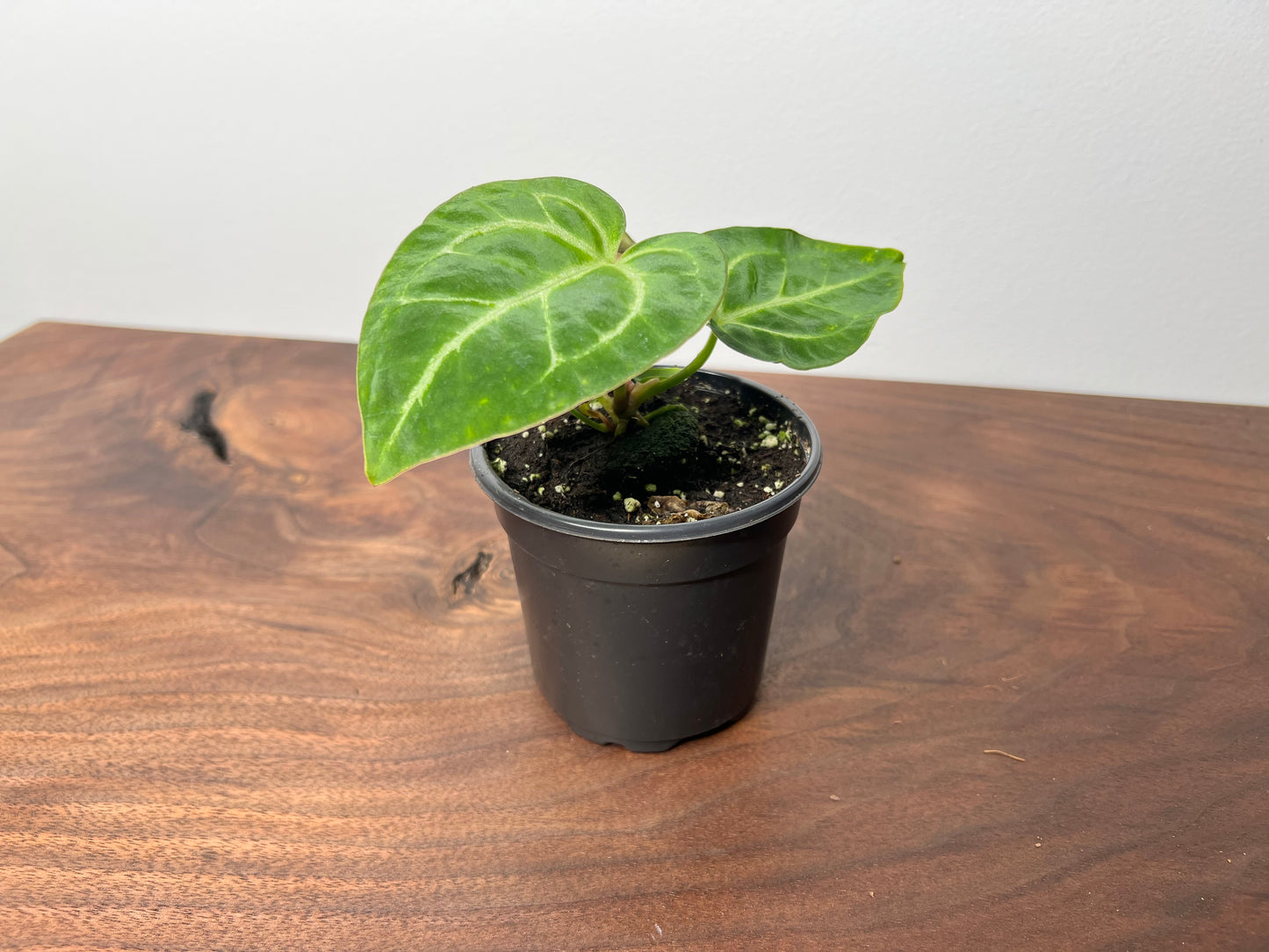 Anthurium Papi 4”