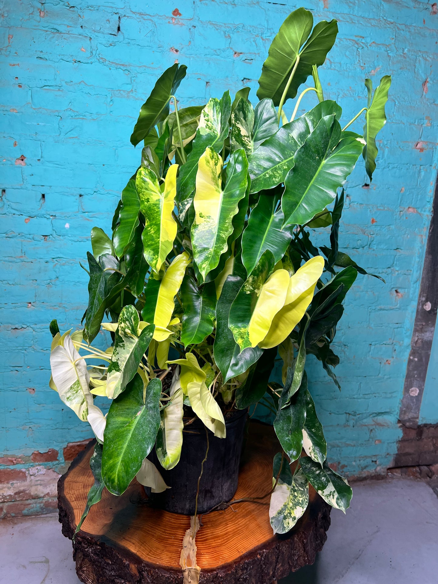 Philodendron Burle Marx Variegated 10” (Mature Plant)