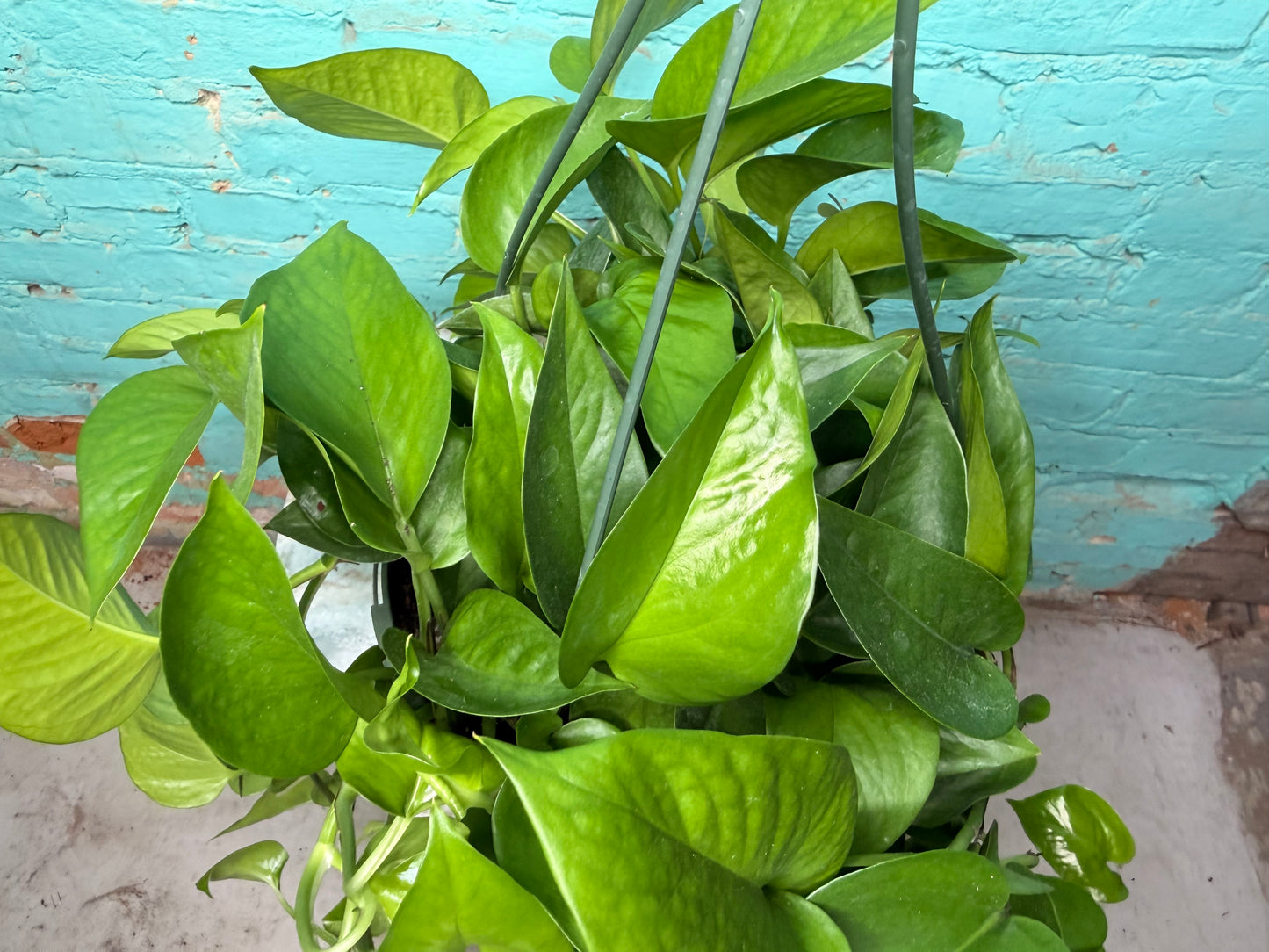 Pothos Jade 8” Basket