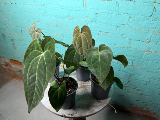 Anthurium Papillilaminum Hybrid