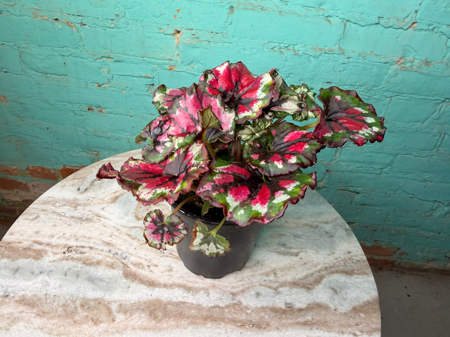 Begonia Rex ‘Mafia’ 4”