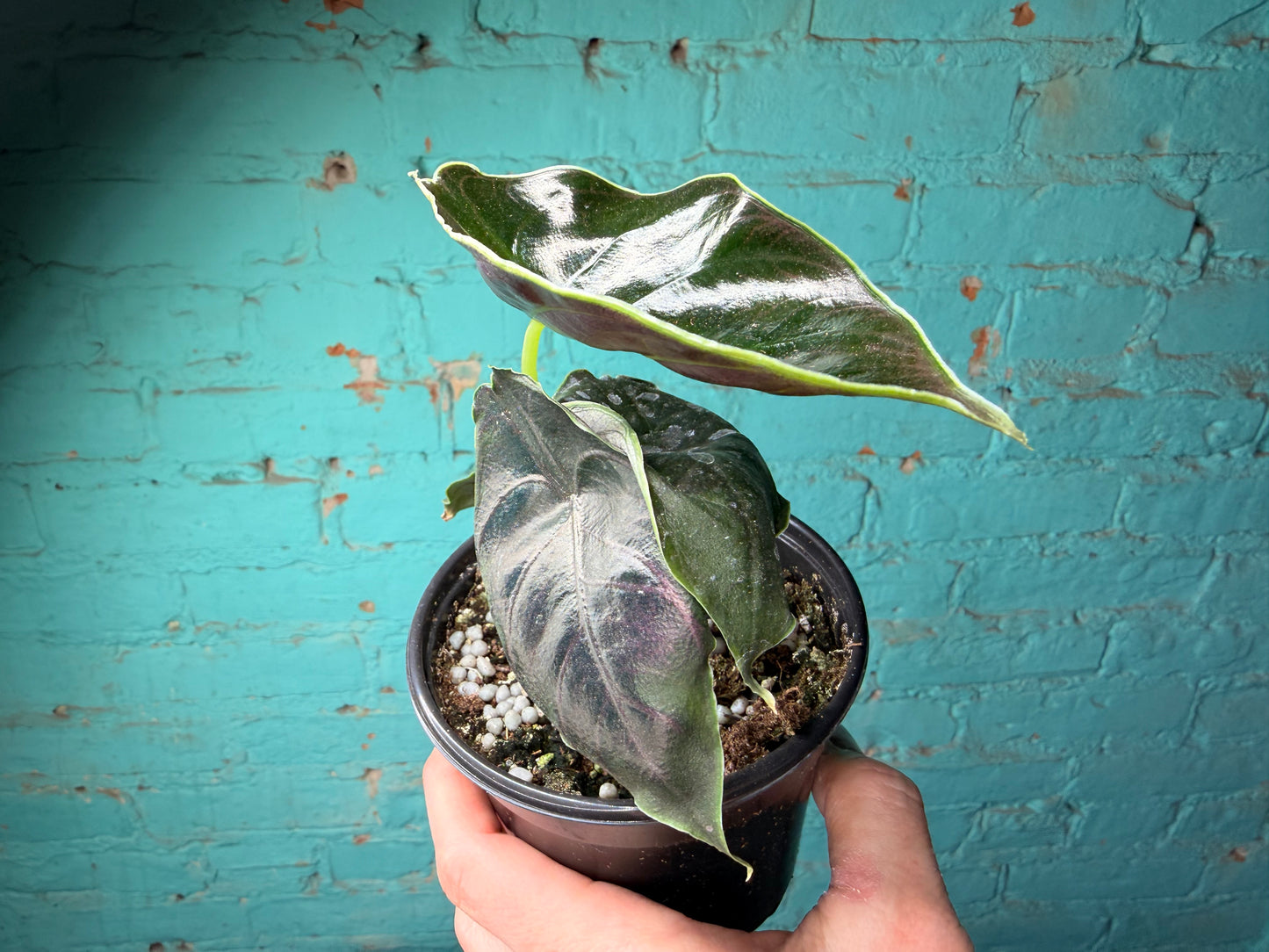 Alocasia Azlanii 4”