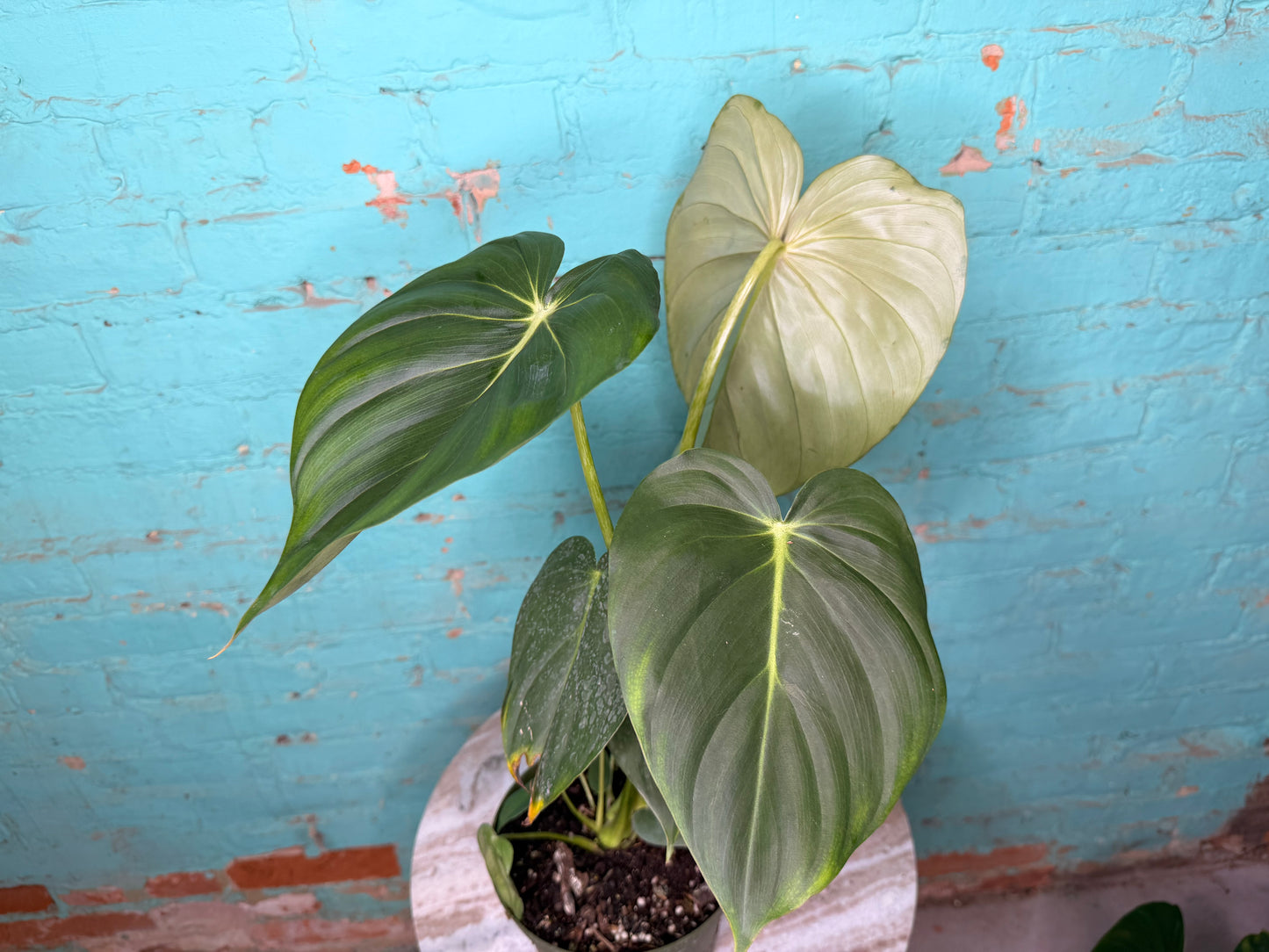 Philodendron McDowell 6”