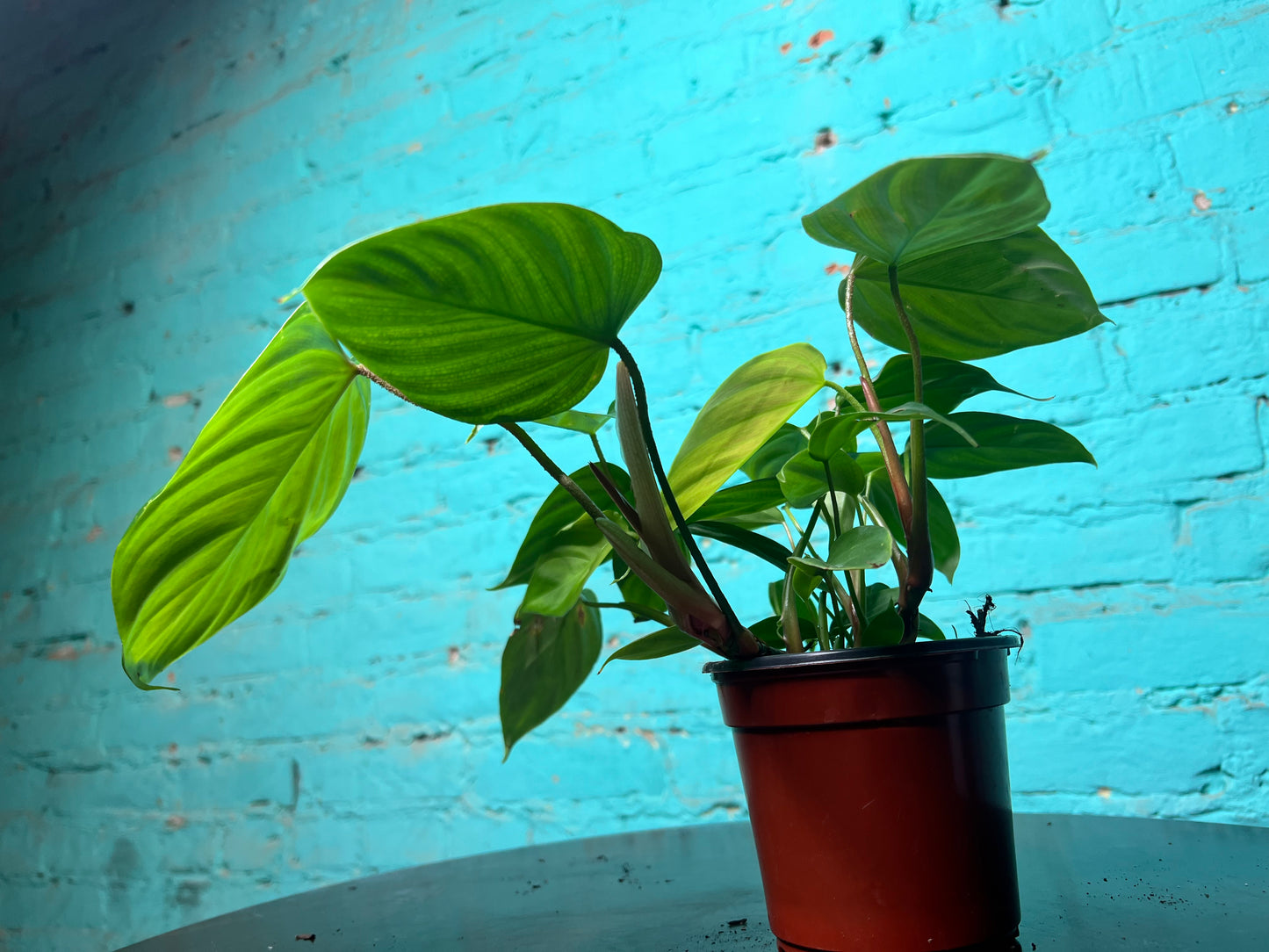Philodendron Fuzzy Petiole 4”