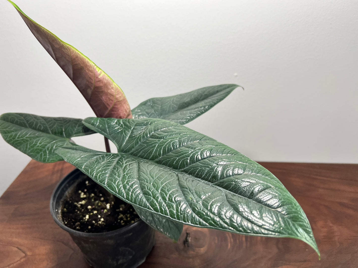 Alocasia scalprum 4”