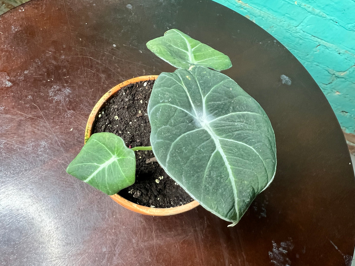 Alocasia-Black Velvet 4” clay