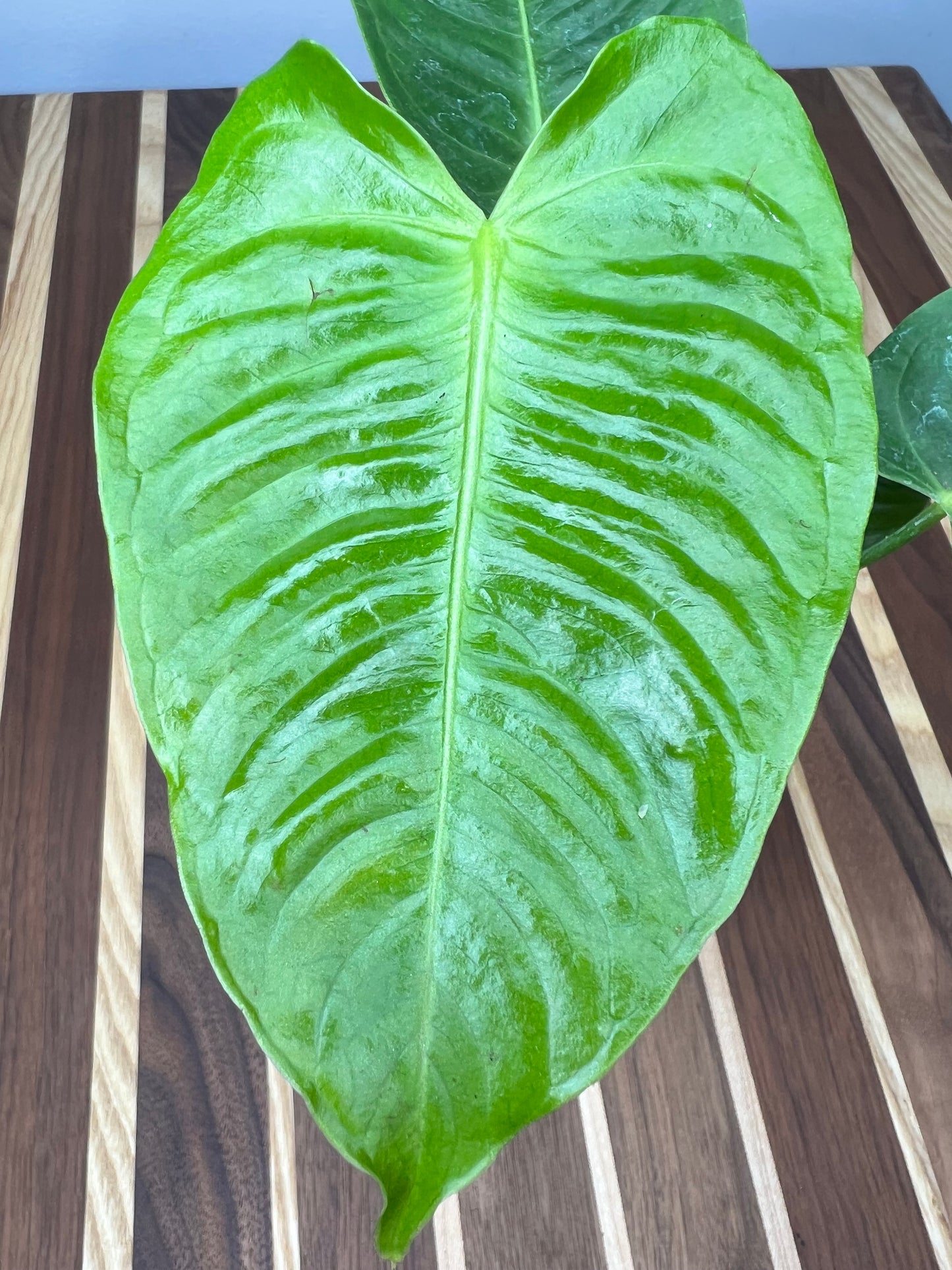 Anthurium Veitchii