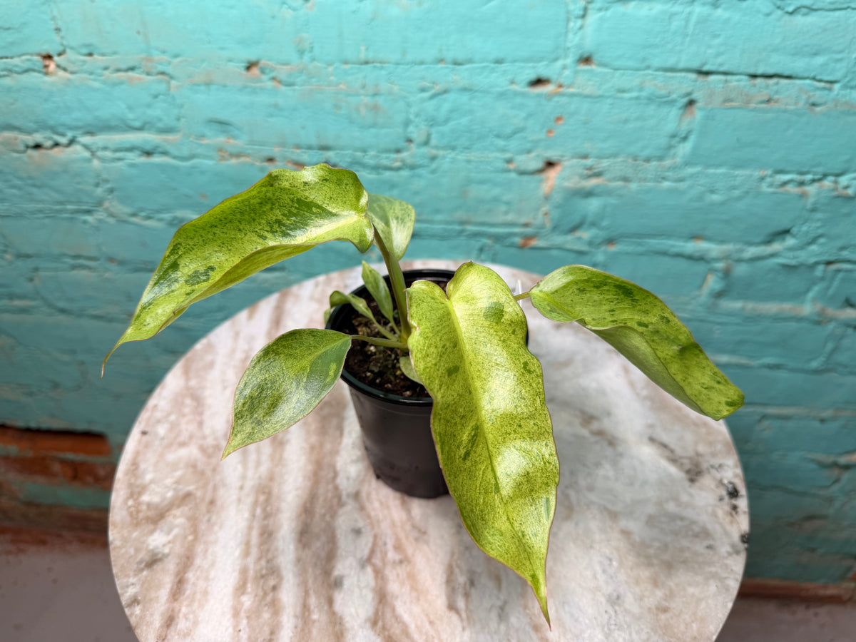 Philodendron Paraiso Verde 4”