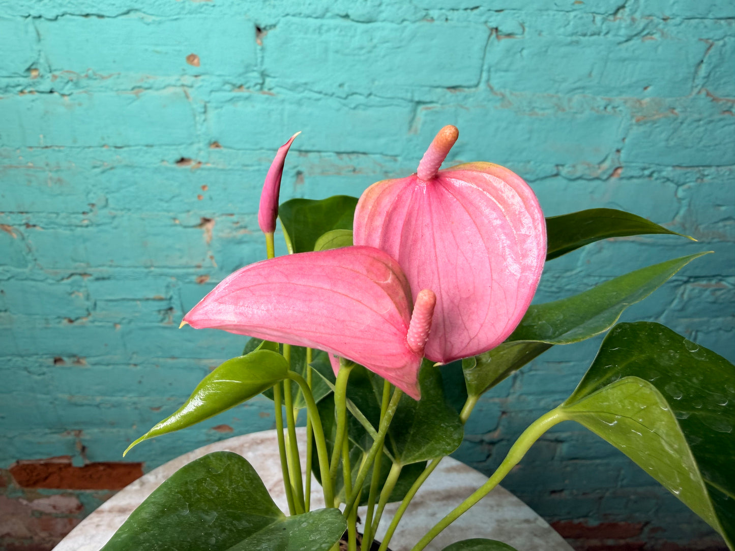 Anthurium Flamingo Flower 4” each
