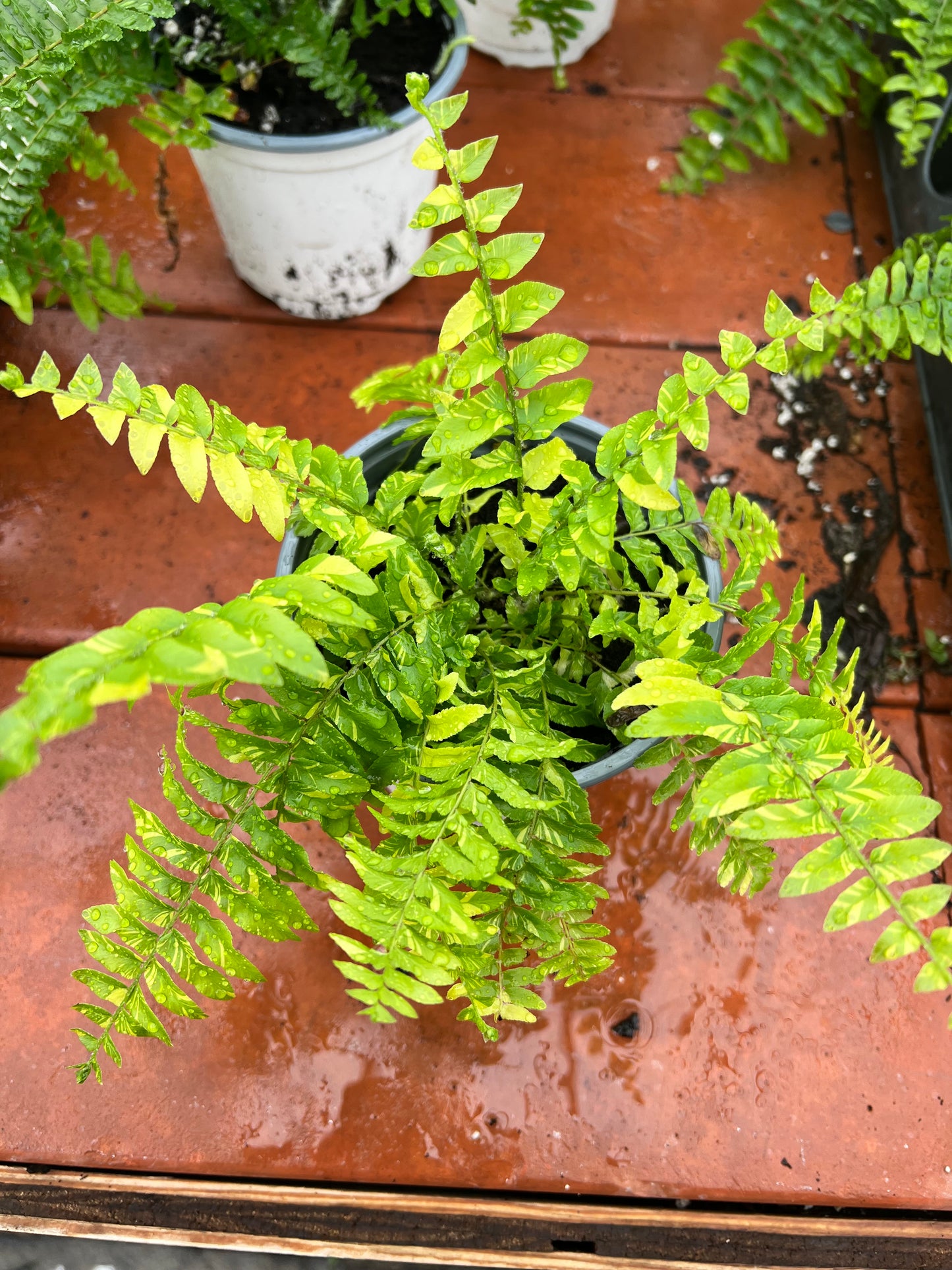 Boston Fern-variegated