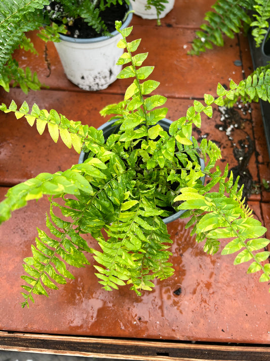 Boston Fern-variegated