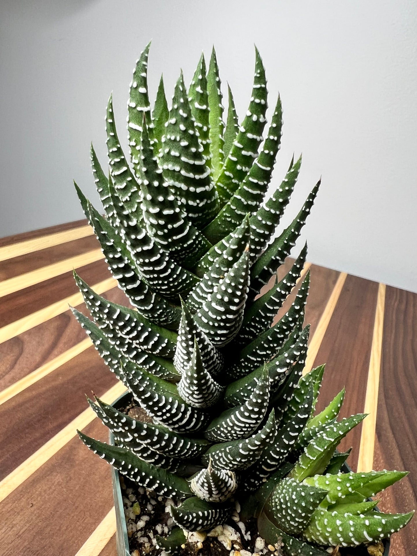 Tiger Tooth Aloe