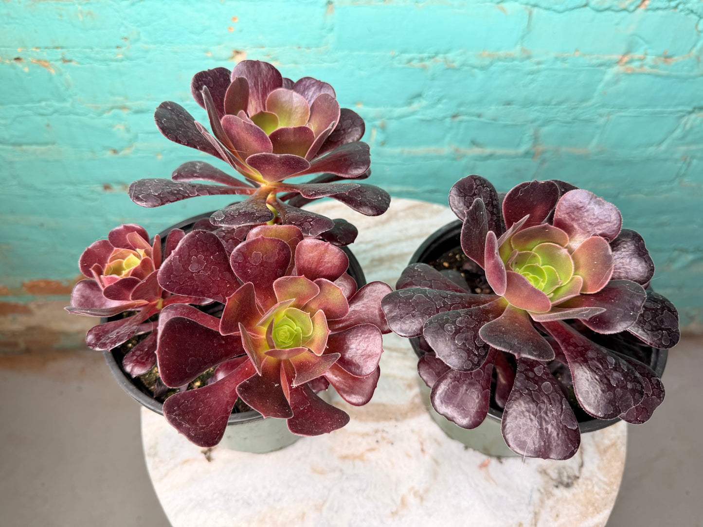 Aeonium Velour 6”