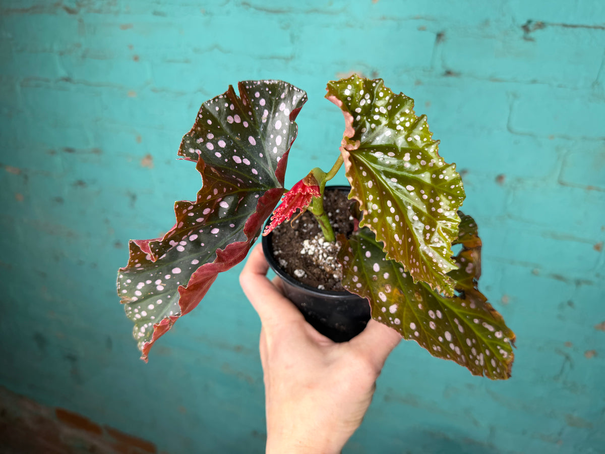 Begonia Maculata ‘Cracklin Rosie’ 4”