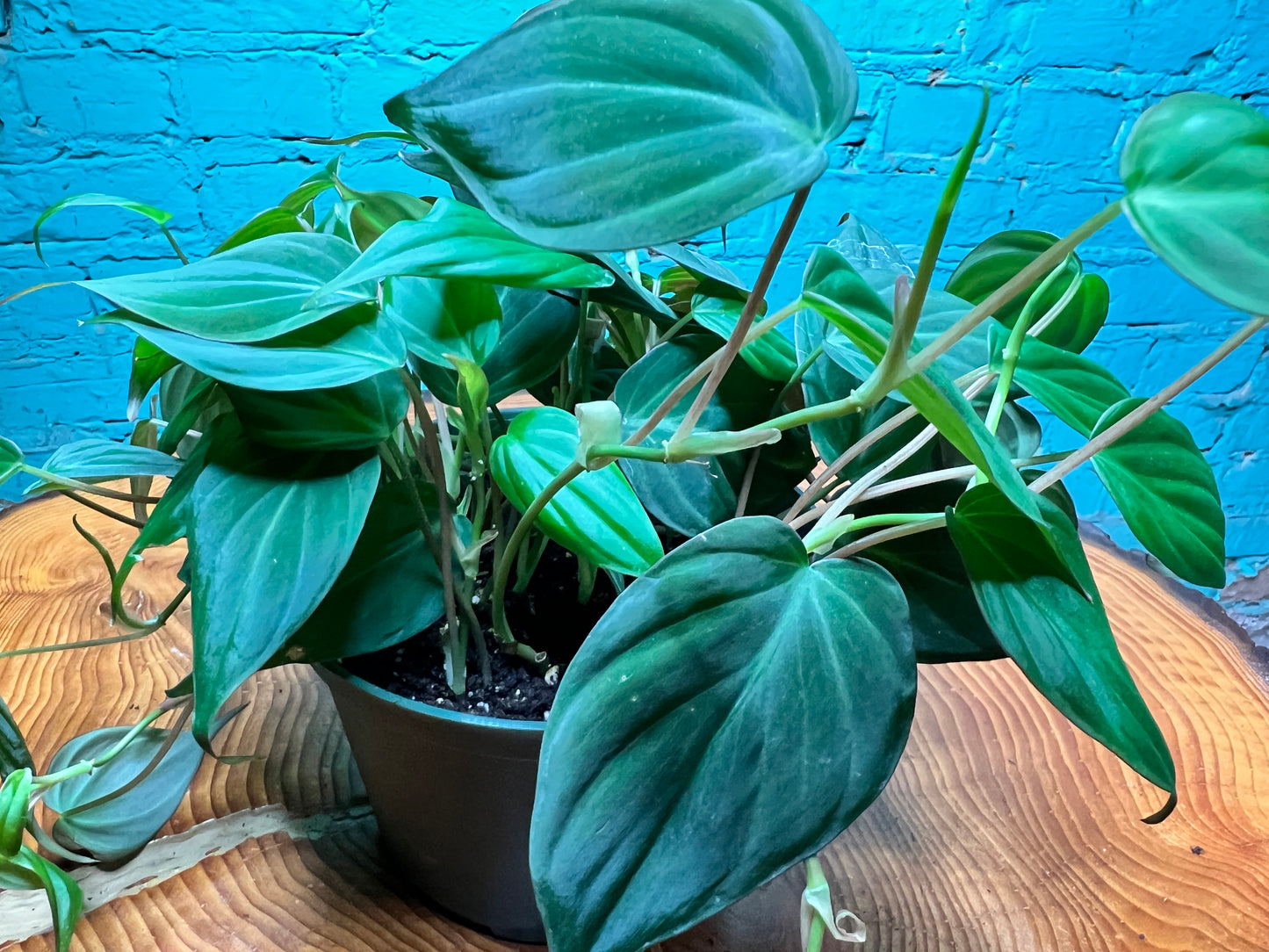 Philodendron Mican 6”