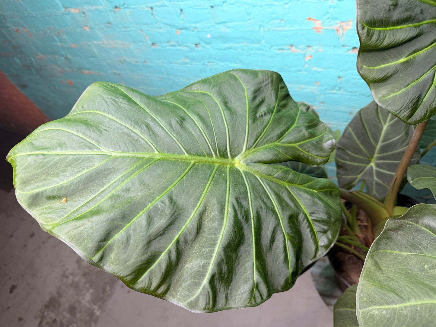 Alocasia Regal Shield 10”