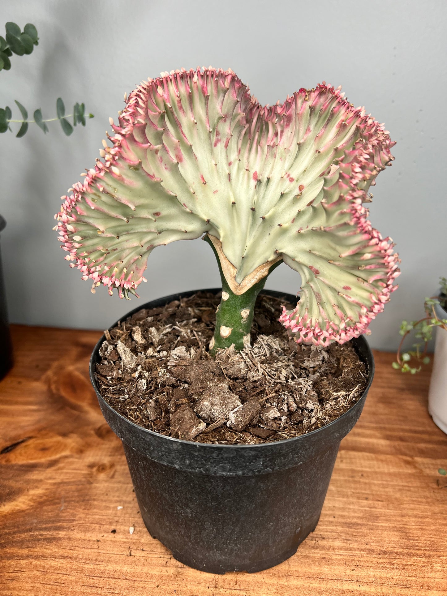 Mermaid Tail- Euphorbia Lactea 6”