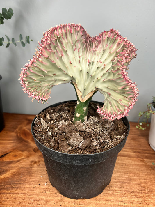 Mermaid Tail- Euphorbia Lactea 6”