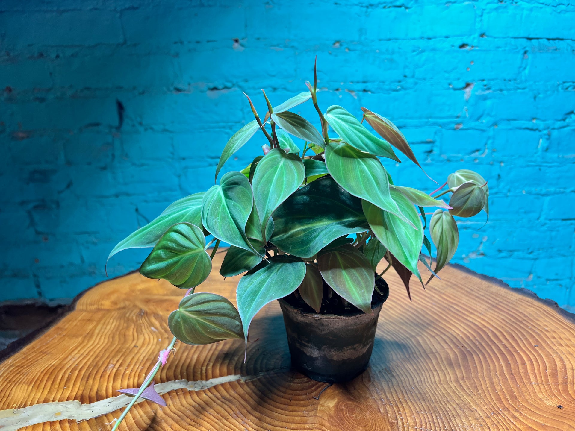 Philodendron 'Micans' 4in