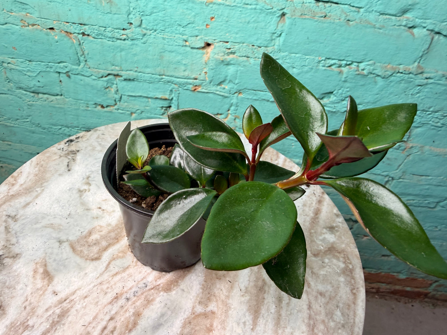 Nematanthus ‘Goldfish Plant’ Koi Red 4”