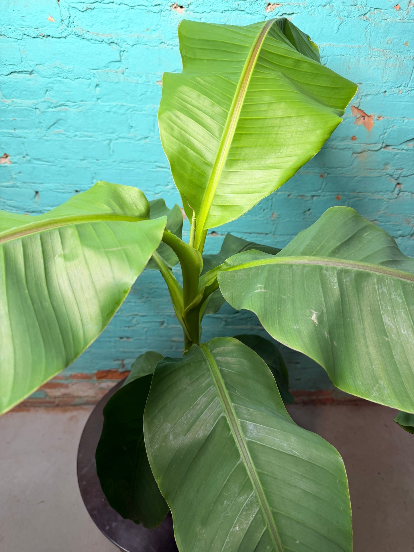 Banana Plant Ice Cream 10”