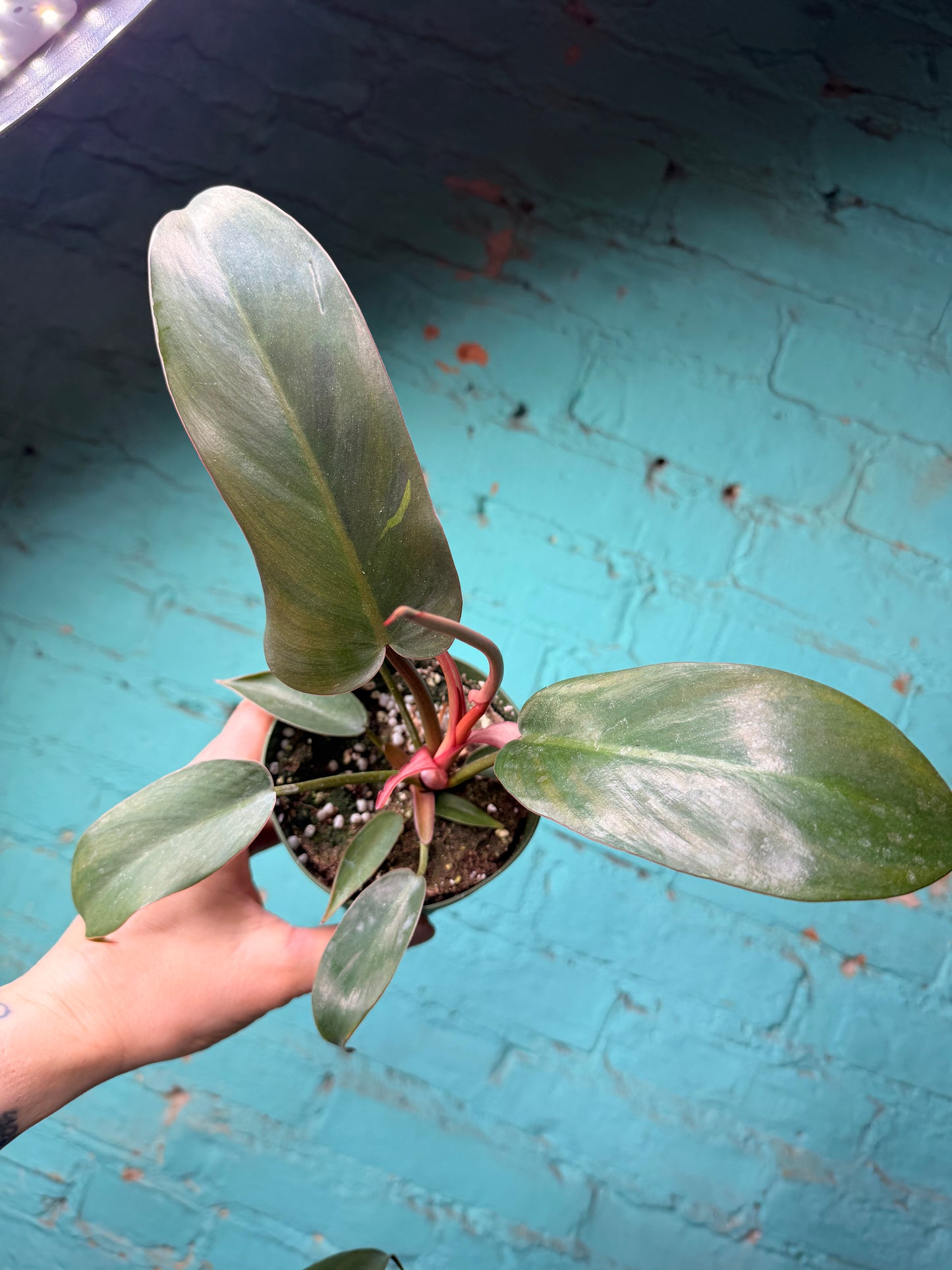 Philodendron ‘Florida Bronze’ 4”