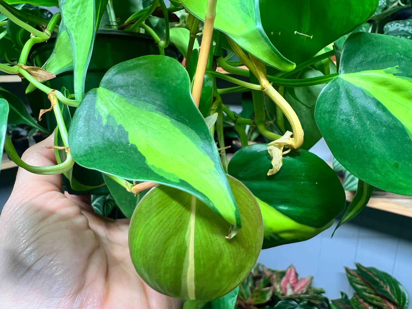 Philodendron Brasil