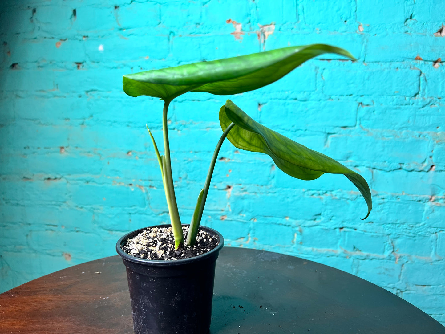 Syngonium Chiapense Variegated 4”