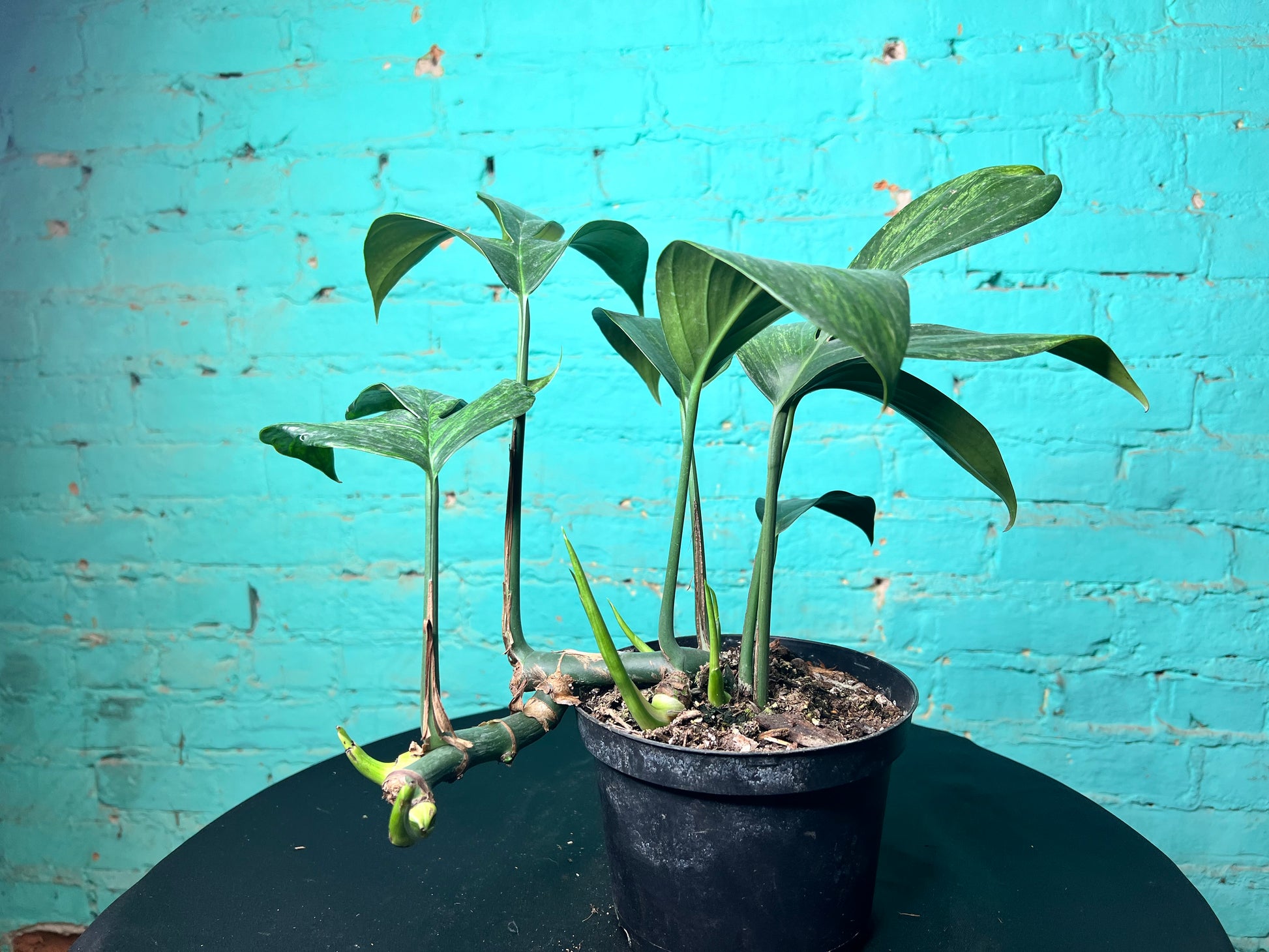 dragon tail philodendron Monstera Decursiva Variegated 6” “Dragon Tail” – The Rooted Plant Shop