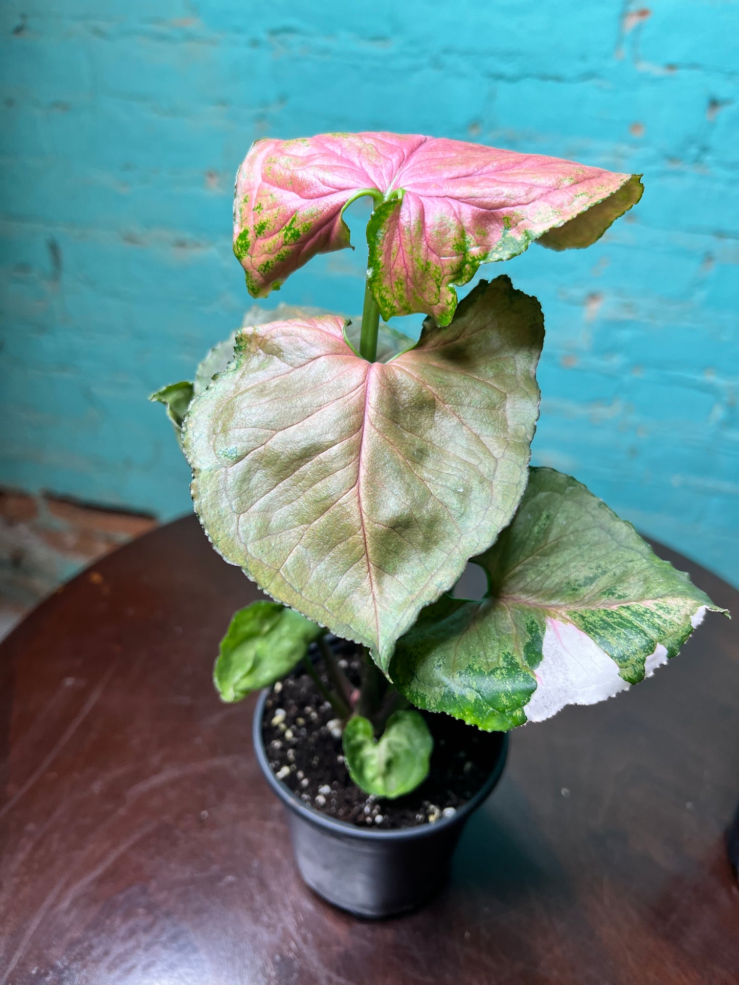 Syngonium Strawberry Ice 4”