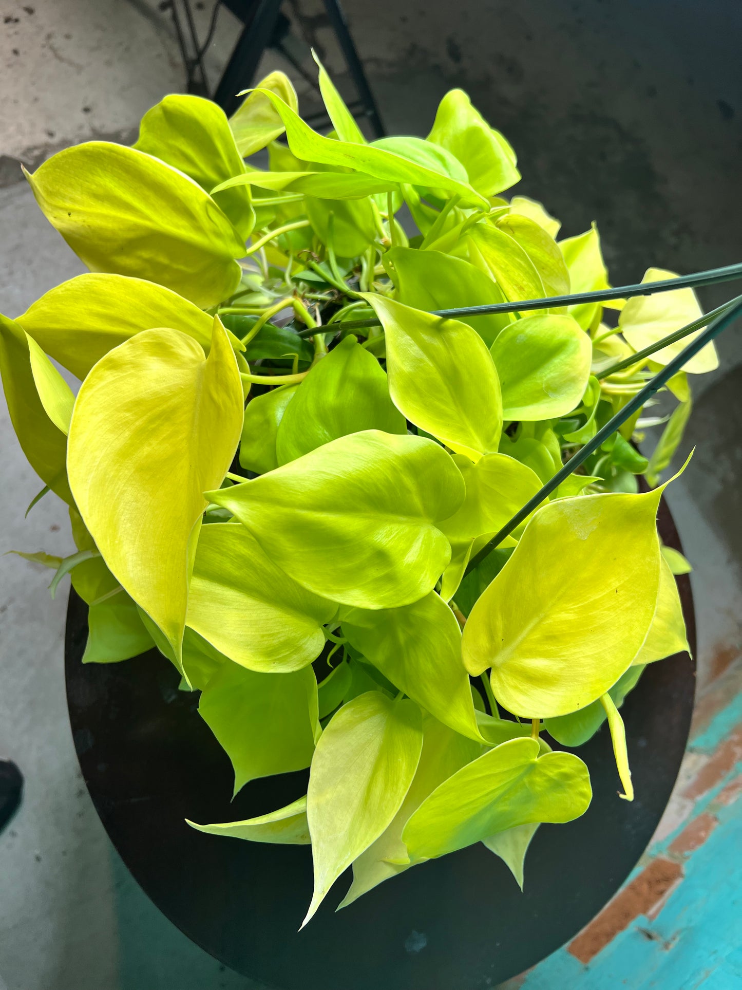 Philodendron Neon Heart Leaf 8” basket