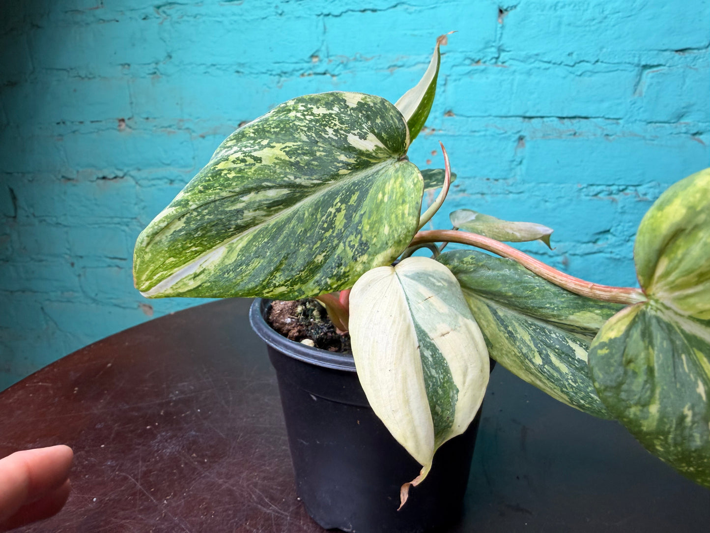 Philodendron Gloriosum Variegated Type 2  4”