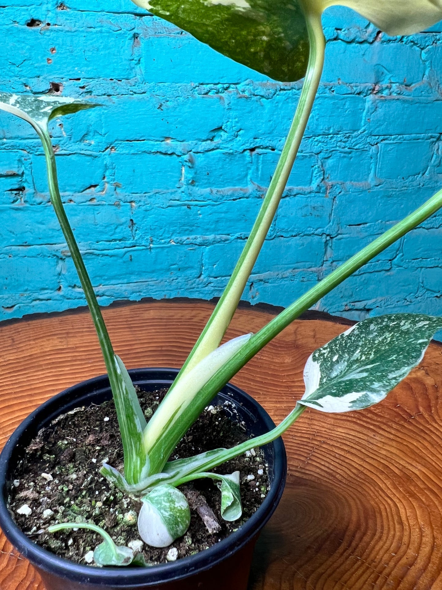 Monstera Thai constellation (small 4”)