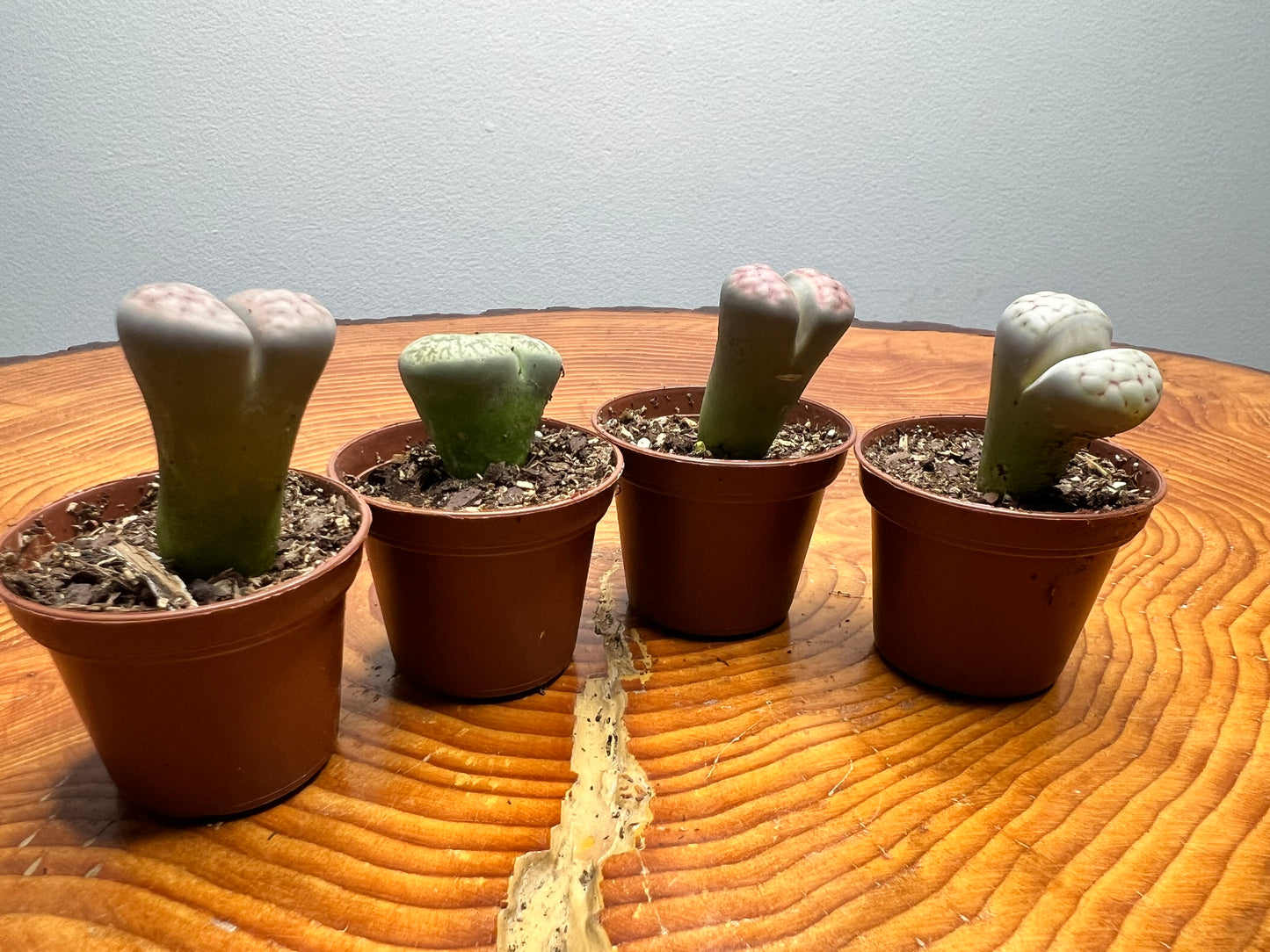 Living Stones (Lithops)