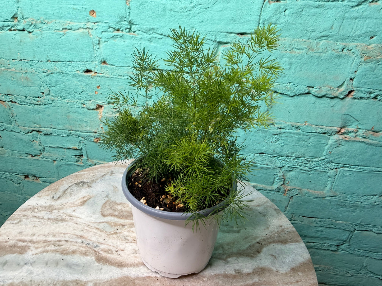 Zulu Asparagus Fern 4”