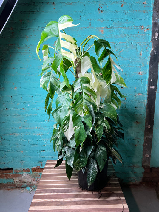 Epipremnum Albo 10” Totem