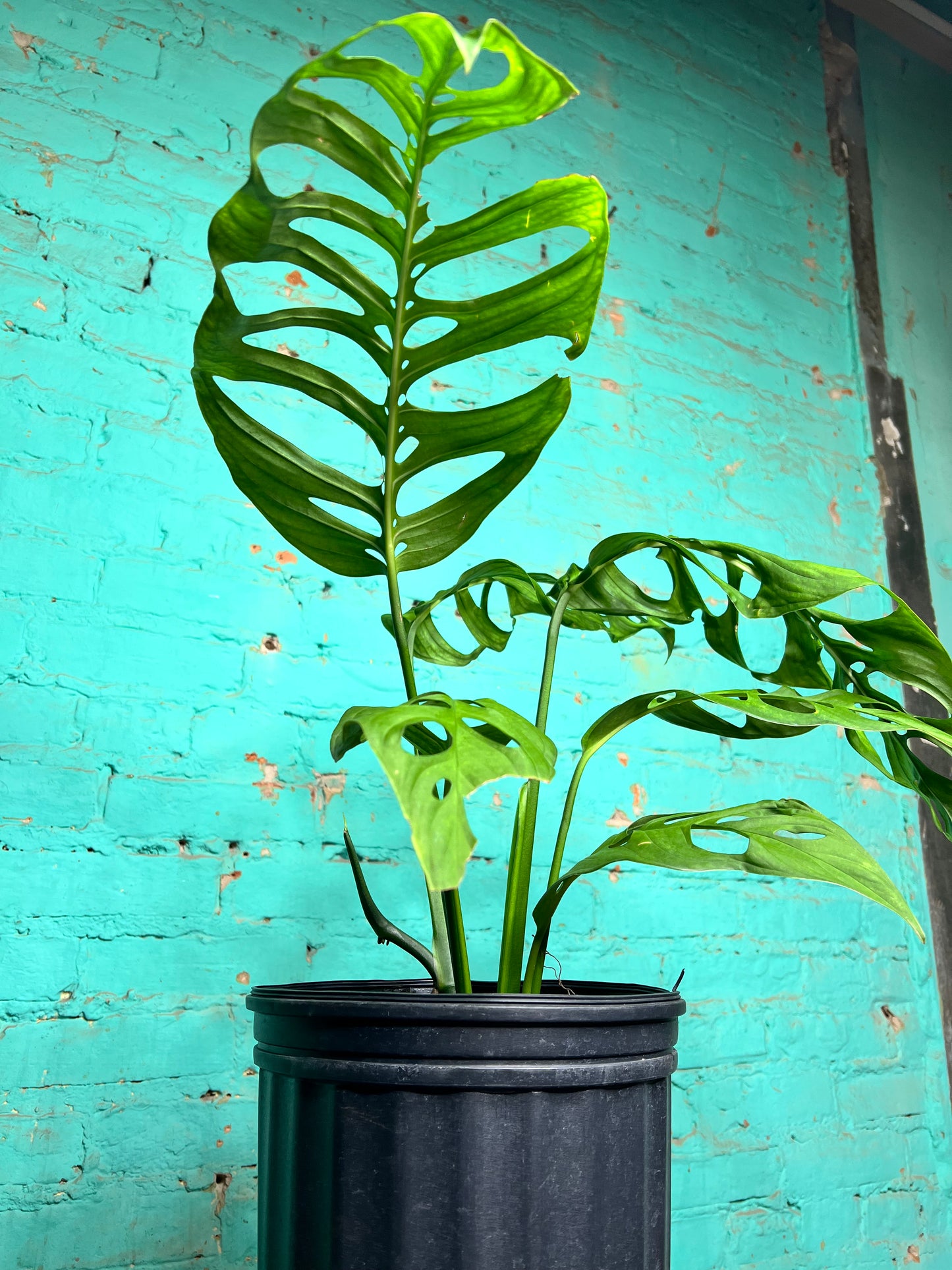 Monstera Esqueleto 10”