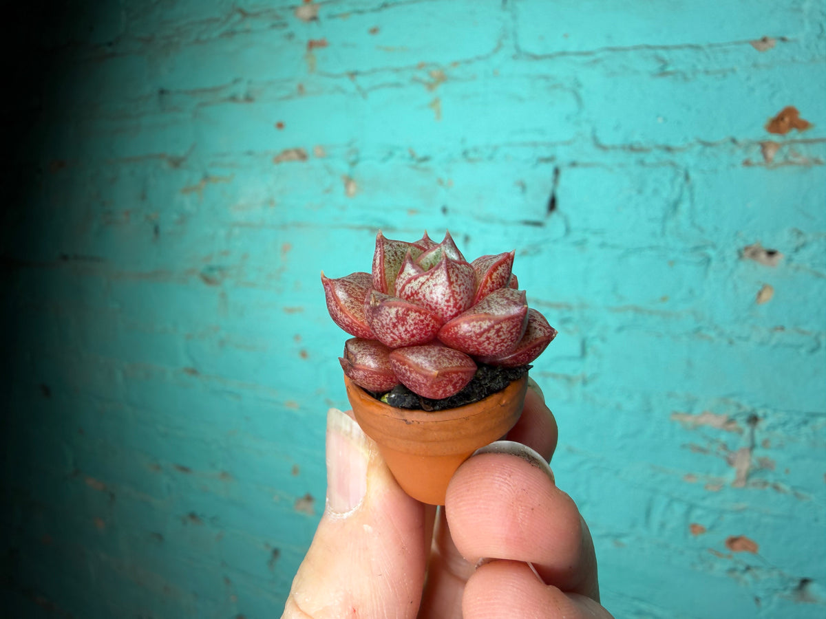 Succulent Thimble clay 1”