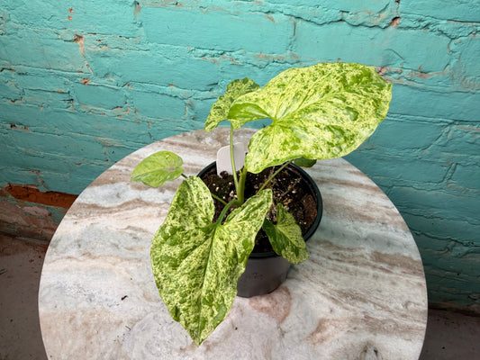 Syngonium ‘Mojito’ 4”