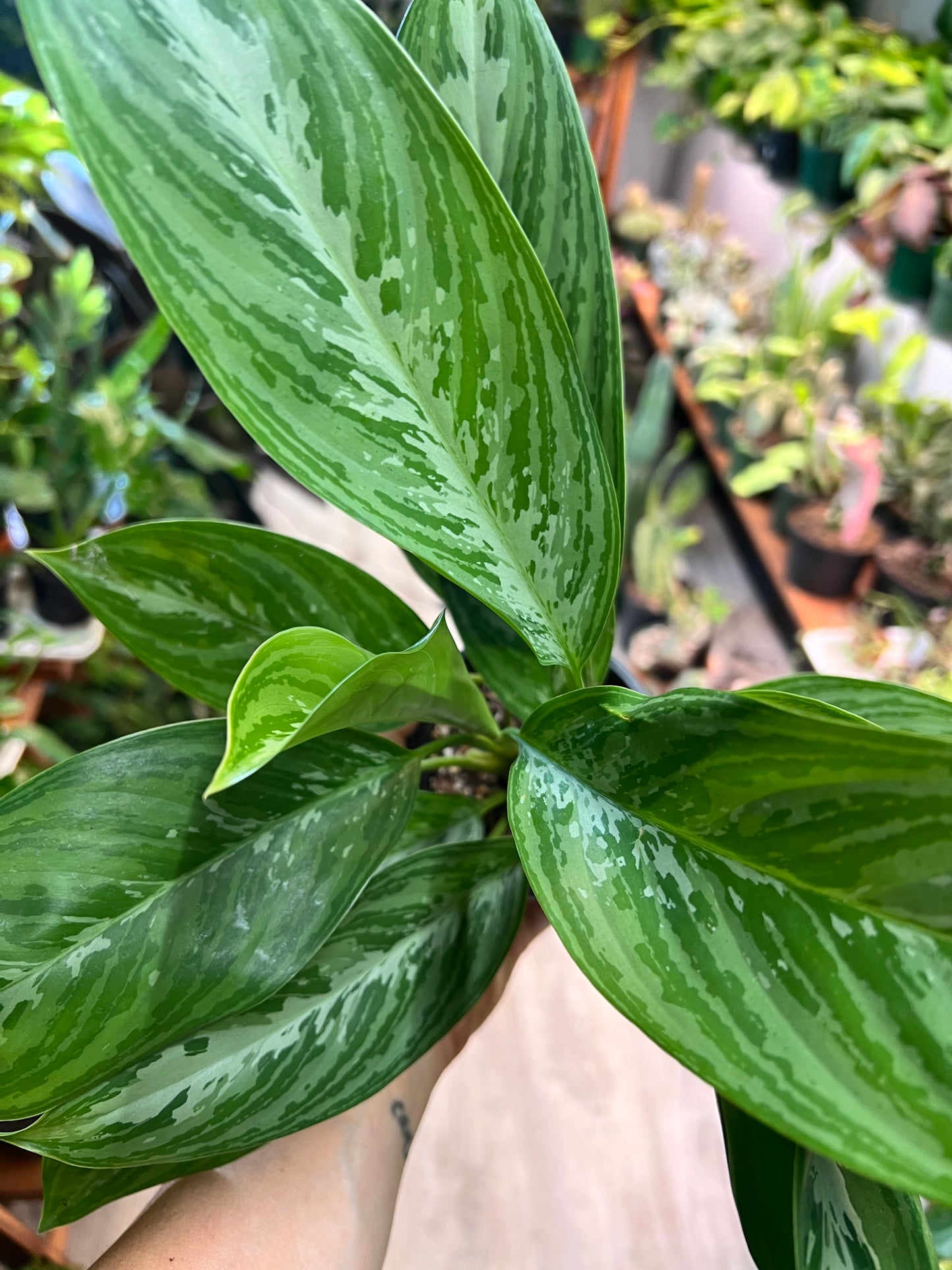 Aglaonema Mary Ann 4”