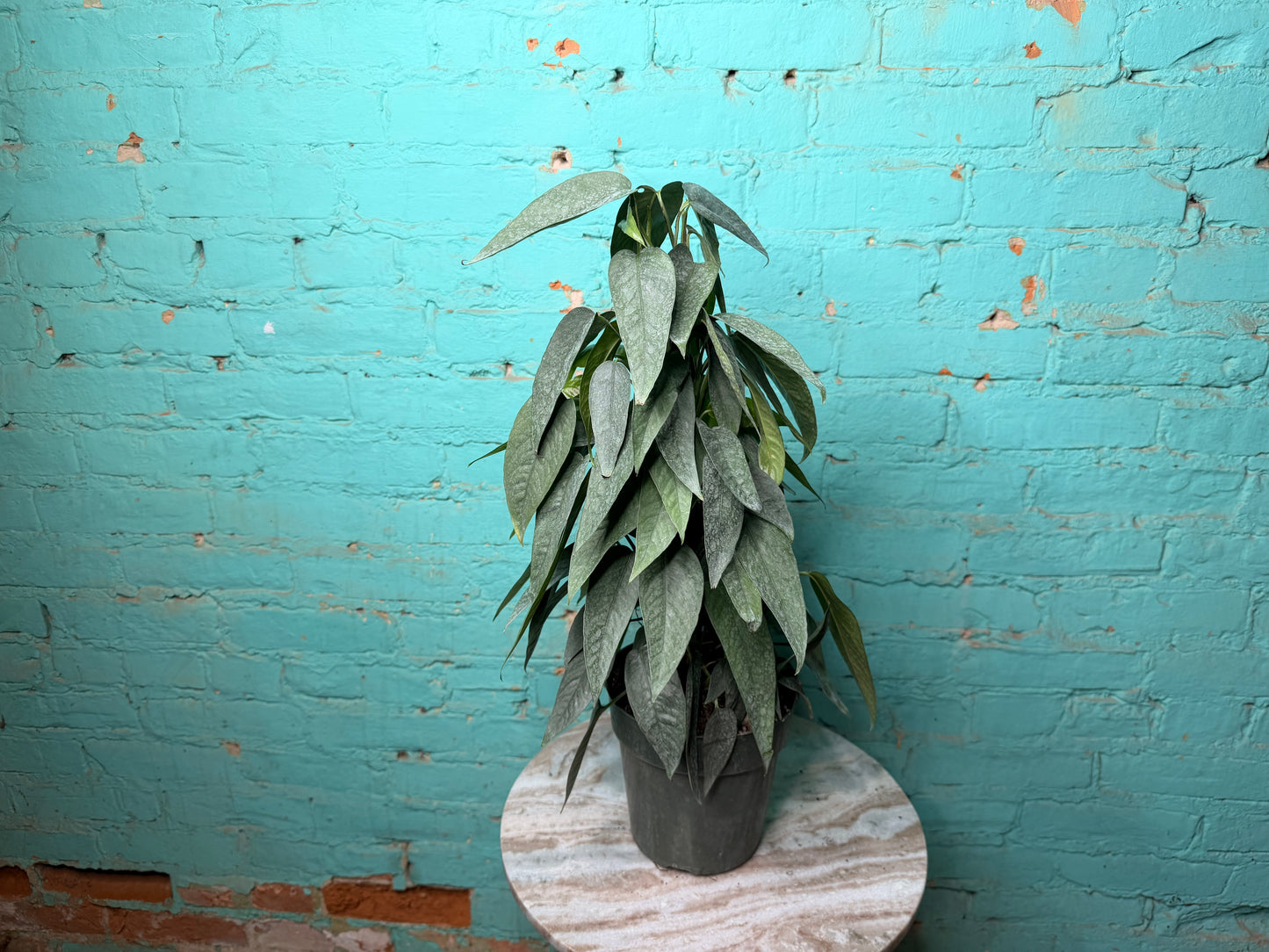 Cebu Blue Pothos Totem 6”