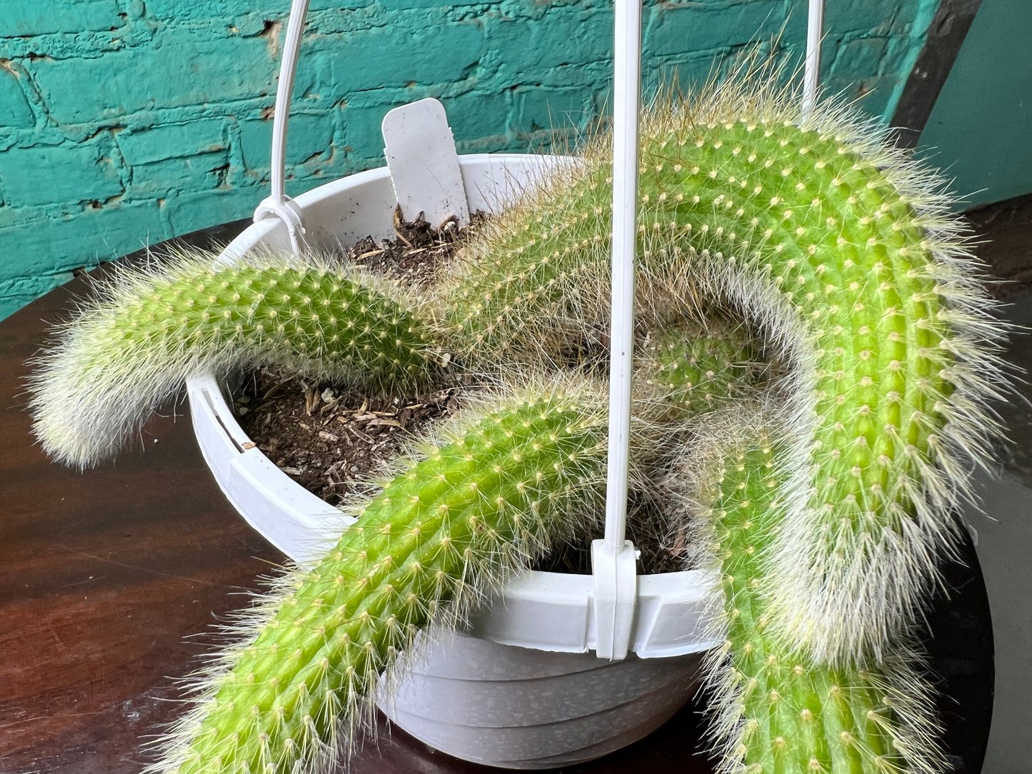 Monkey Tail Cactus 8” basket