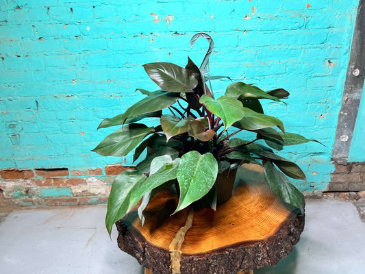 Philodendron Bloody Mary 10” basket showcasing dramatic dark green and burgundy foliage on a wooden table.