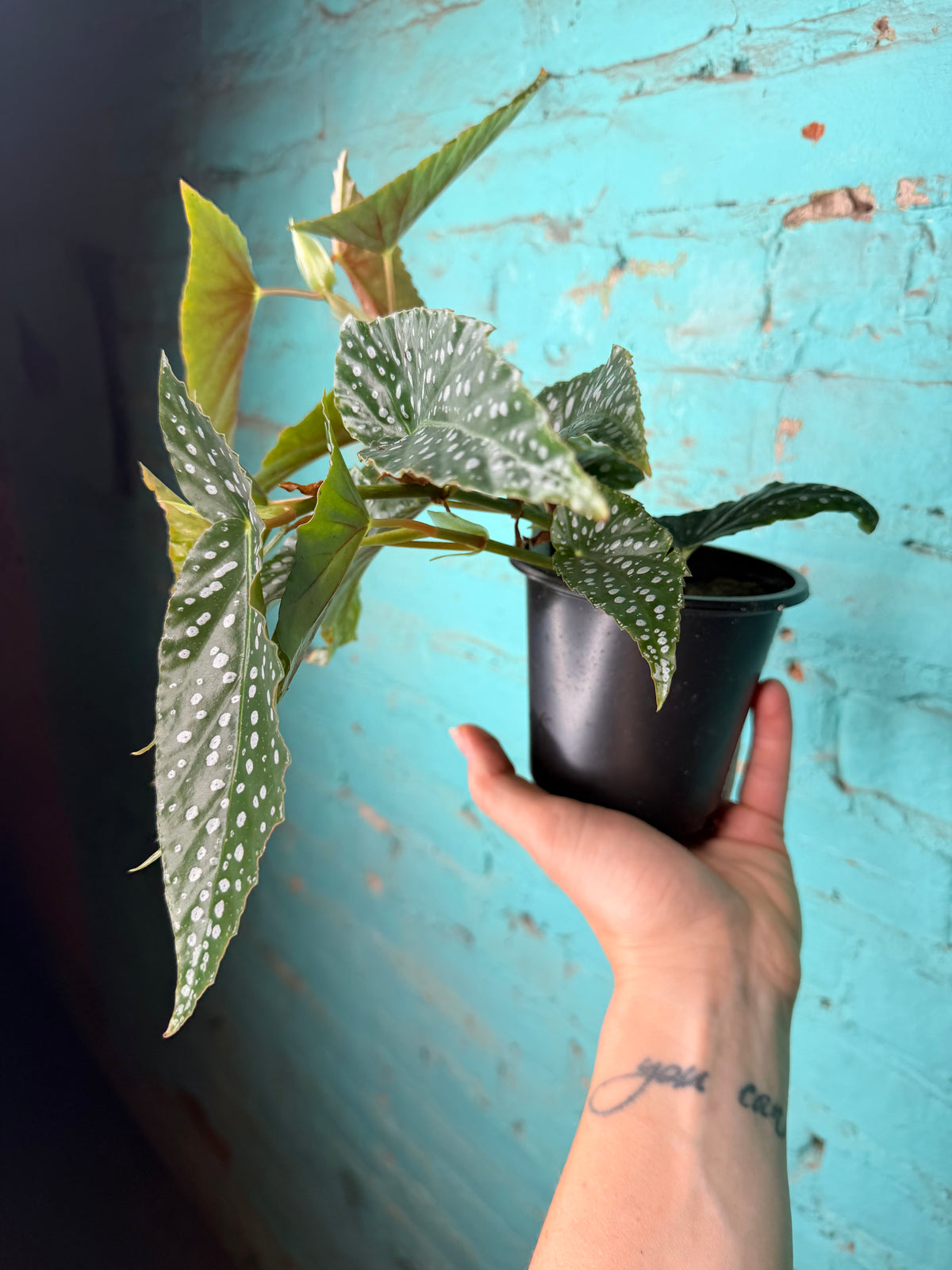 Begonia Maculata- Silver Polka Dot 4”