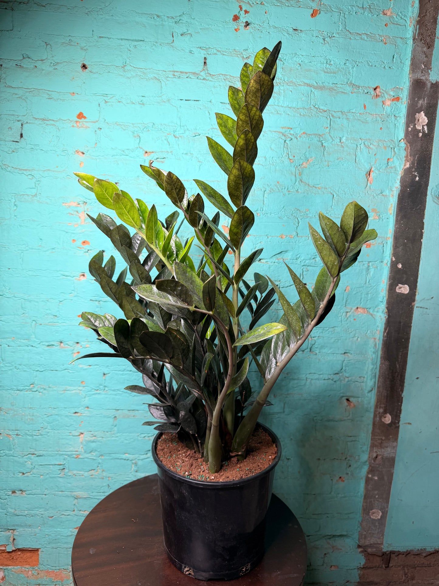 Raven ZZ Plant 10”