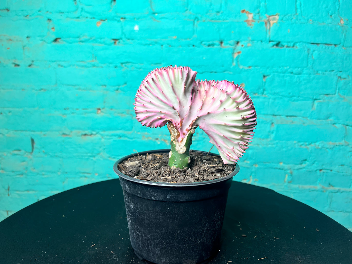 Euphorbia Lactea- Mermaid Tail cactus 6”