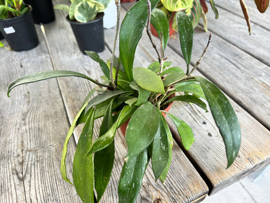 Hoya pubicalyx